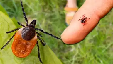 Kene Isırması: Önlemler ve KKKA Riski