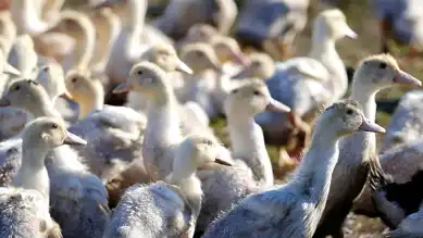 ABD'de Yeni Kuş Gribi Varyantı: 119 Bin Hayvan İtlaf Edildi