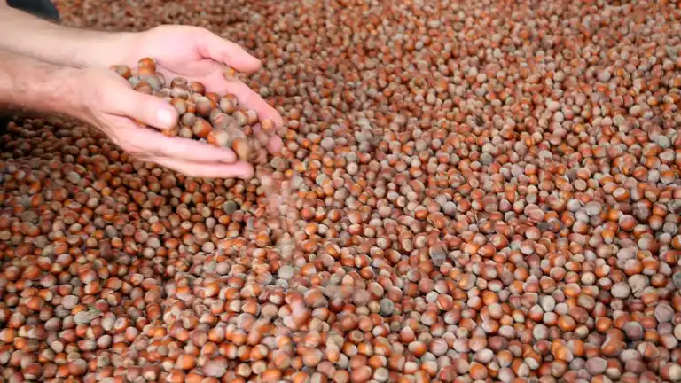 Türkiye'den 124 Ülkeye Rekor Fındık İhracatı